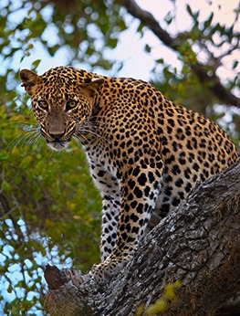 Sri Lanka Salvaje